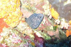 IMG_0452-.Medium