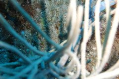 IMG_0455-.Medium