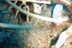IMG_0456-.Medium