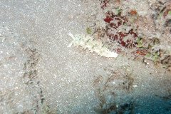 IMG_0457-.Medium