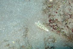 IMG_0458-.Medium