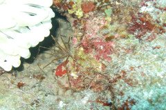 IMG_0462-.Medium