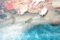 IMG_0464-.Medium