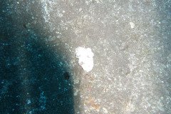 IMG_0467-.Medium