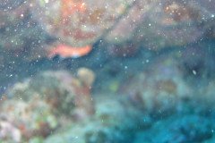 IMG_0468-.Medium