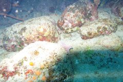 IMG_0469-.Medium