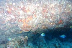 IMG_0470-.Medium