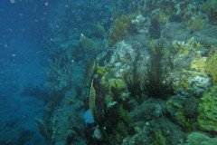 IMG_0472-.Medium