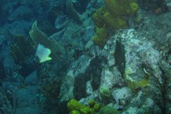 IMG_0473-.Medium