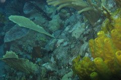 IMG_0474-.Medium