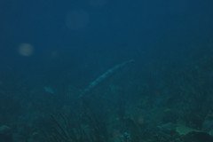 IMG_0479-.Medium