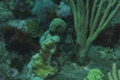 IMG_0483-.Medium