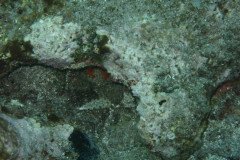 IMG_0484-.Medium