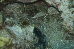 IMG_0485-.Medium