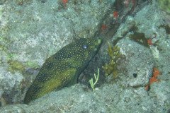 IMG_0486-.Medium