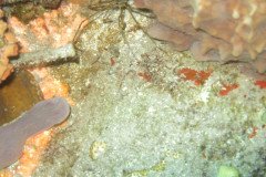 IMG_0487-.Medium