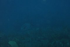 IMG_0490-.Medium