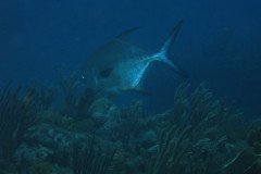 IMG_0491-.Medium