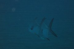 IMG_0493-.Medium