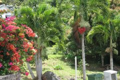 IMG_0518-.Medium