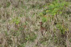 IMG_0520-.Medium