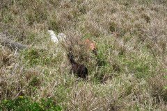 IMG_0521-.Medium
