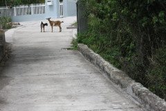 IMG_0529-.Medium