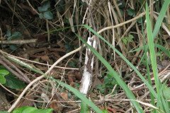 IMG_0532-.Medium