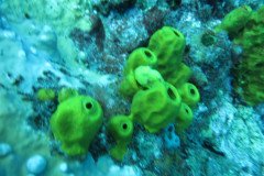 IMG_0328-.Medium