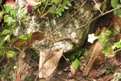 IMG_0338-.Medium