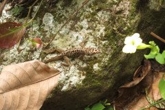 IMG_0339-.Medium