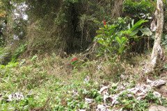 IMG_0341-.Medium