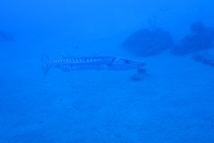 IMG_2228-.Medium
