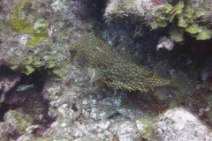 IMG_2230-.Medium