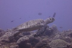 IMG_2231-.Medium