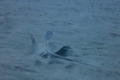 IMG_2234-.Medium