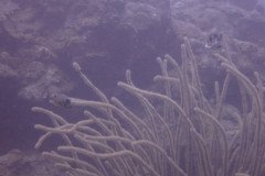 IMG_2237-.Medium