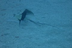 IMG_2241-.Medium