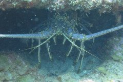 IMG_2243-.Medium