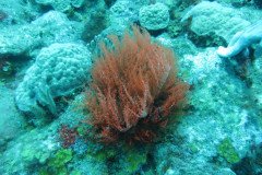 IMG_2244-.Medium
