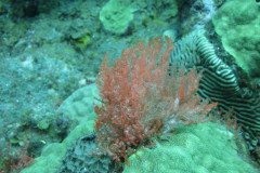 IMG_2245-.Medium