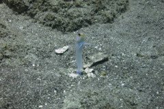 IMG_2247-.Medium