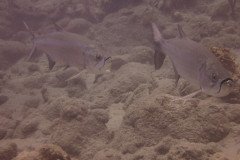 IMG_2253-.Medium