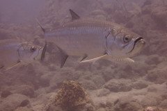IMG_2254-.Medium