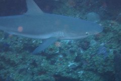 IMG_2260-.Medium