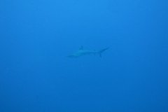 IMG_2265-.Medium
