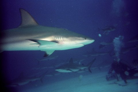 Shark Dive