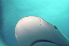 00523_n_10aeynwane0353-.Medium