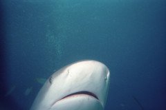 00525_n_10aeynwane0355-.Medium