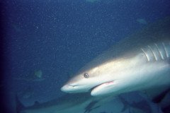 00526_n_10aeynwane0356-.Medium